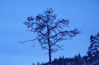 Adventskonkurranse og månedens trimpost desember.