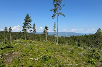 Treningsløp Grytjerna