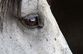 Karenstidsendringer på antibiotika til hest