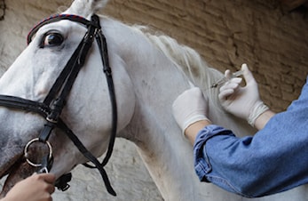 Presisering av vaksinasjonsbestemmelser KR1 reglementet