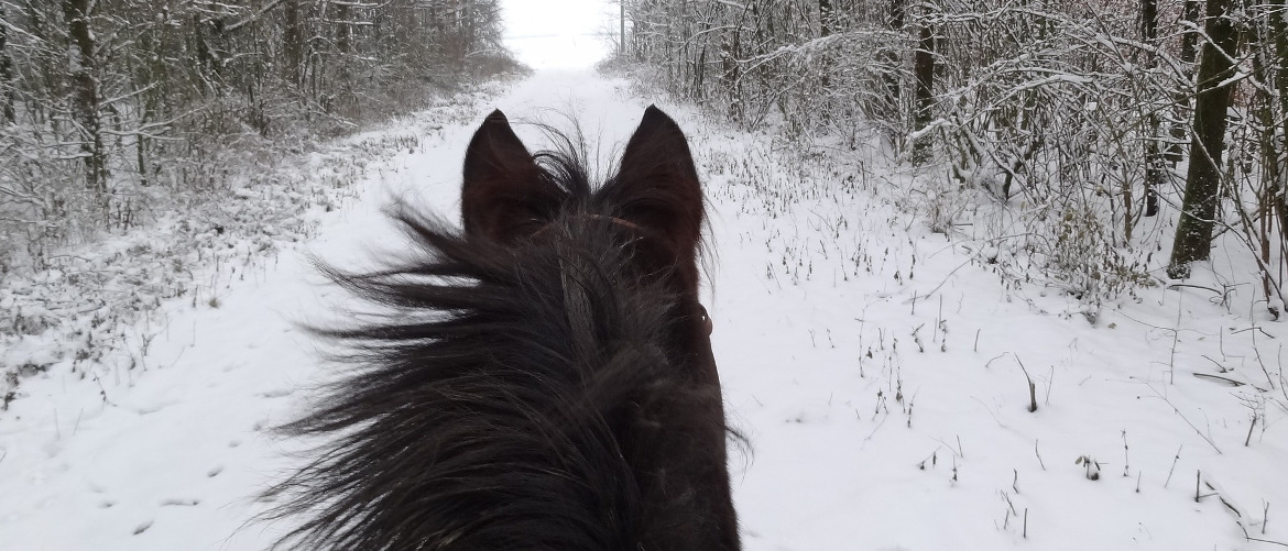Har du lyst å ri i vinterferien?