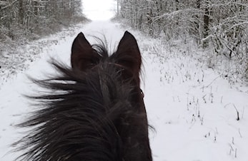 Har du lyst å ri i vinterferien?