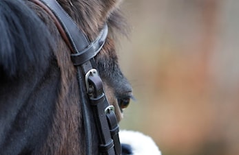 Herpessmitte påvist ved Bergen Rideklubb