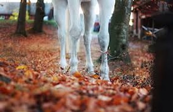 RIDESKOLEN TAR HØSTFERIE