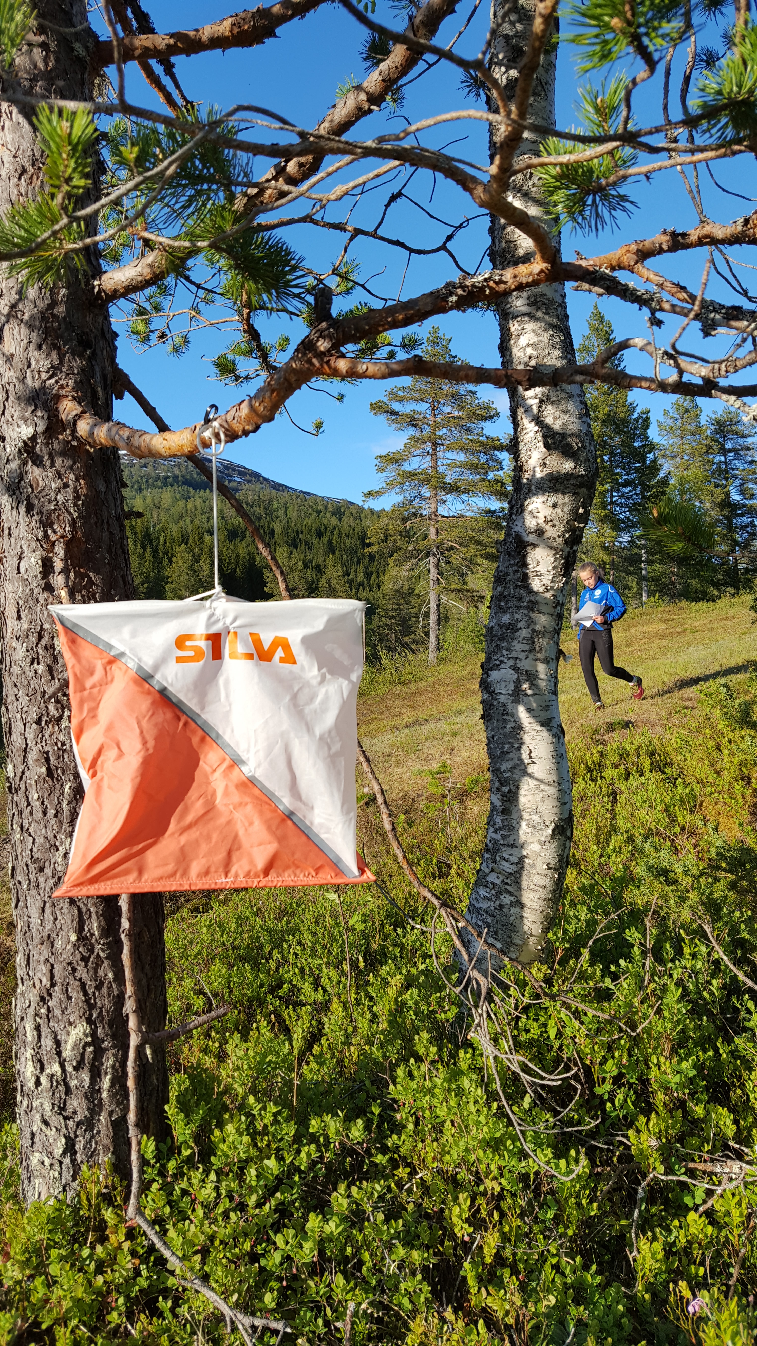 Nær o-løp på Sindre torsdag 11. juni 2020