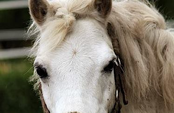 HAR DU LYST Å GÅ PÅ RIDEKURS ?