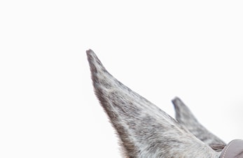 Velkommen til internt Klubbstevne 01.oktober 2022