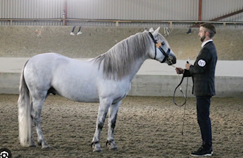 PONNIAVLSFORENINGEN HOLDER UTSTILLING PÅ AGR