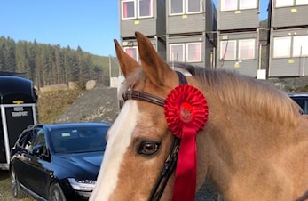 D-stevne Sandnes og Jæren Rideklubb 17-18.november 2018