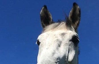 L-stevne Haugesund Rideklubb 19-21.april 2019