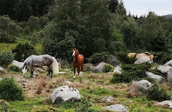 Sommerferie 2019