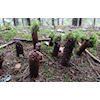 Ledige stillinger i Botnestua Naturbarnehage