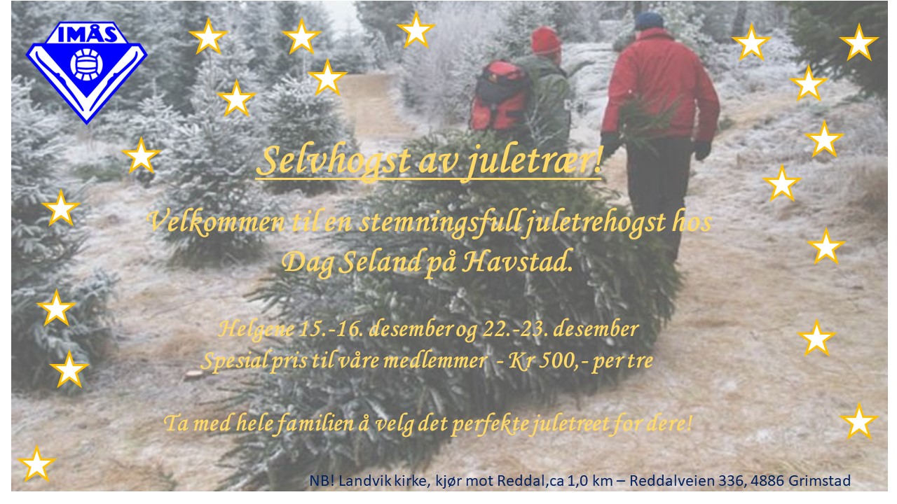 Selvhogst av juletrær!