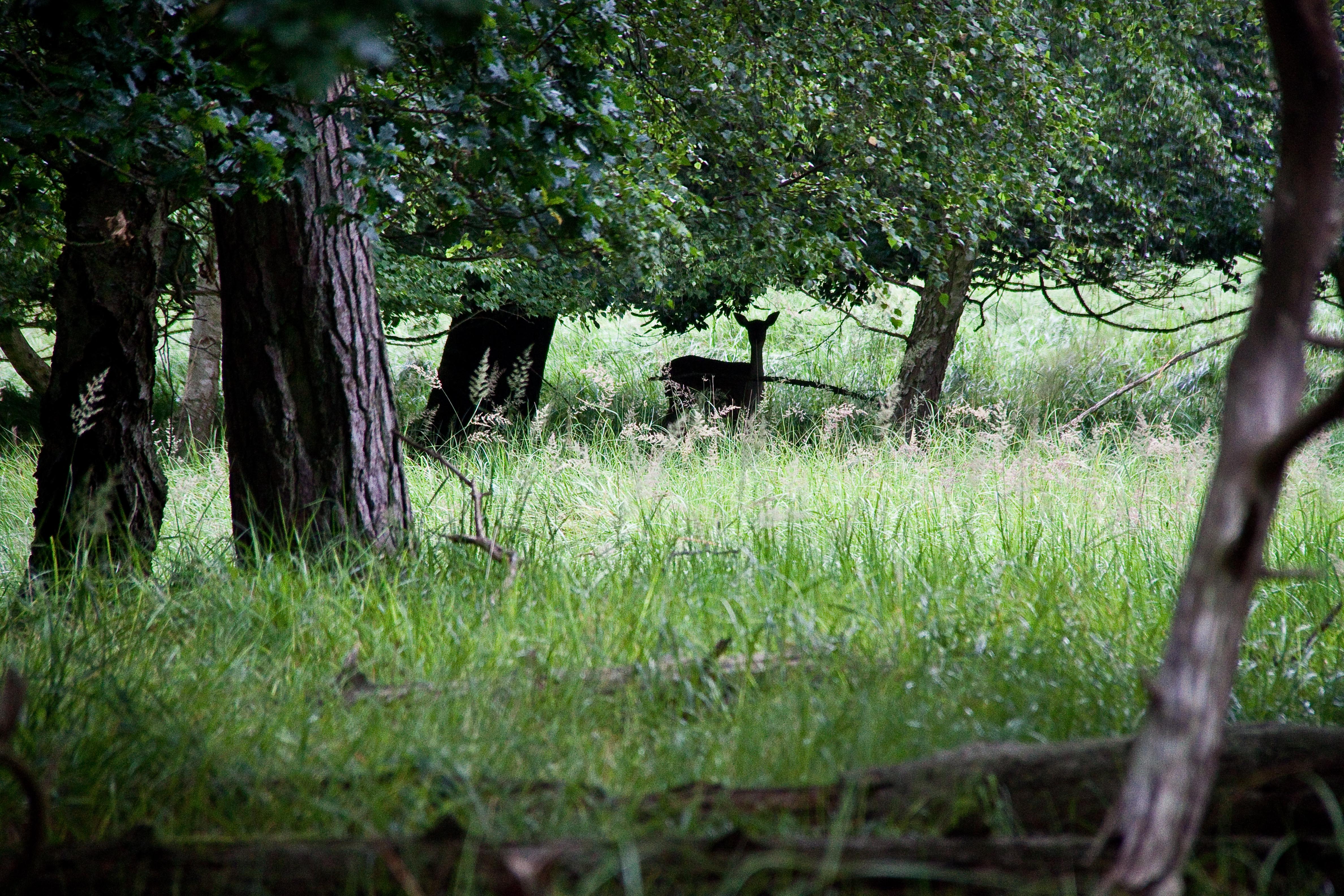 Treningsløpa starter opp tirsdag 14. april