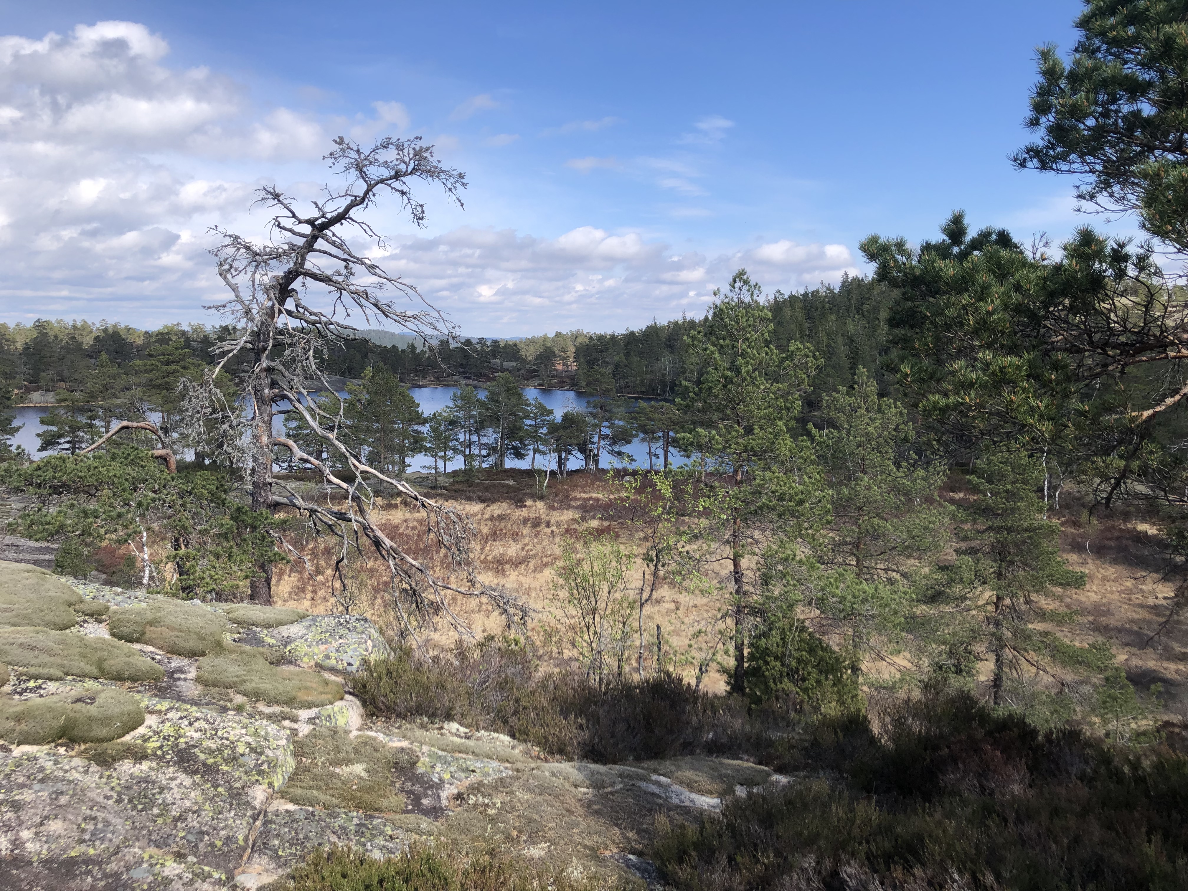 Image for Treningsløp på Toplandsheia tirsdag 26. mai