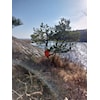 Skaulofferen 2022 - Grimstad turorientering