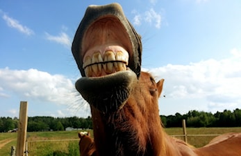 Invitasjon til årsmøtefest lørdag 9. mars