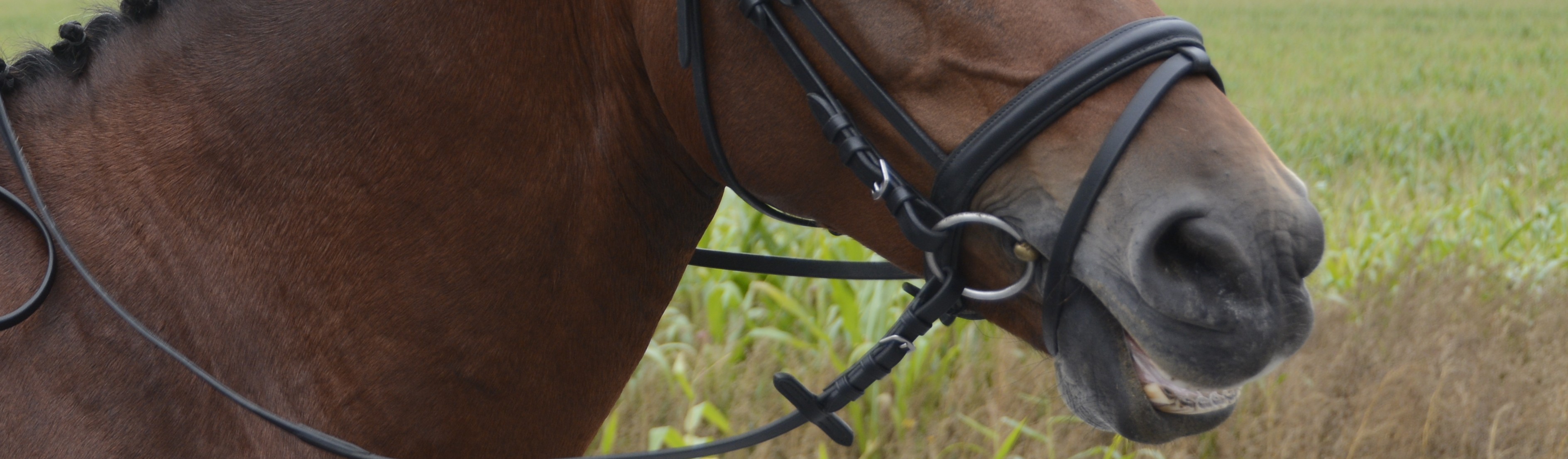 Medlemsmøte med faglig påfyll torsdag 13. november