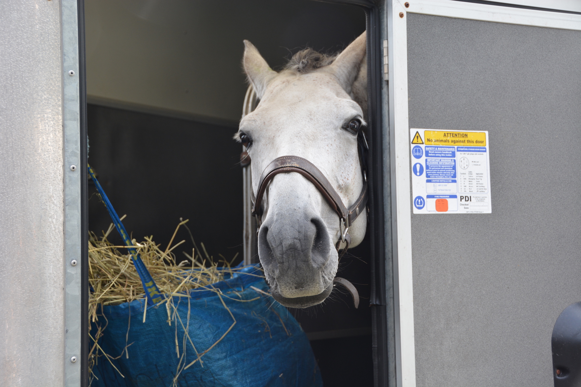 Hest og henger - velkommen til clinic