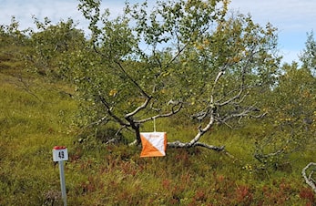 Nærløp Naustdal 7.9.