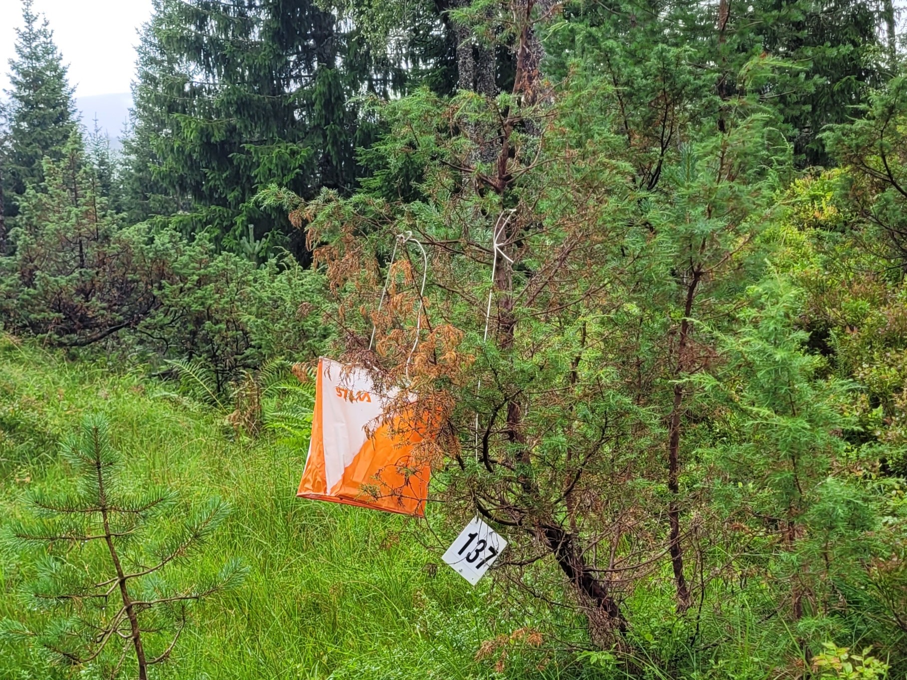 Romjulsløp 2. juledag Soleide 