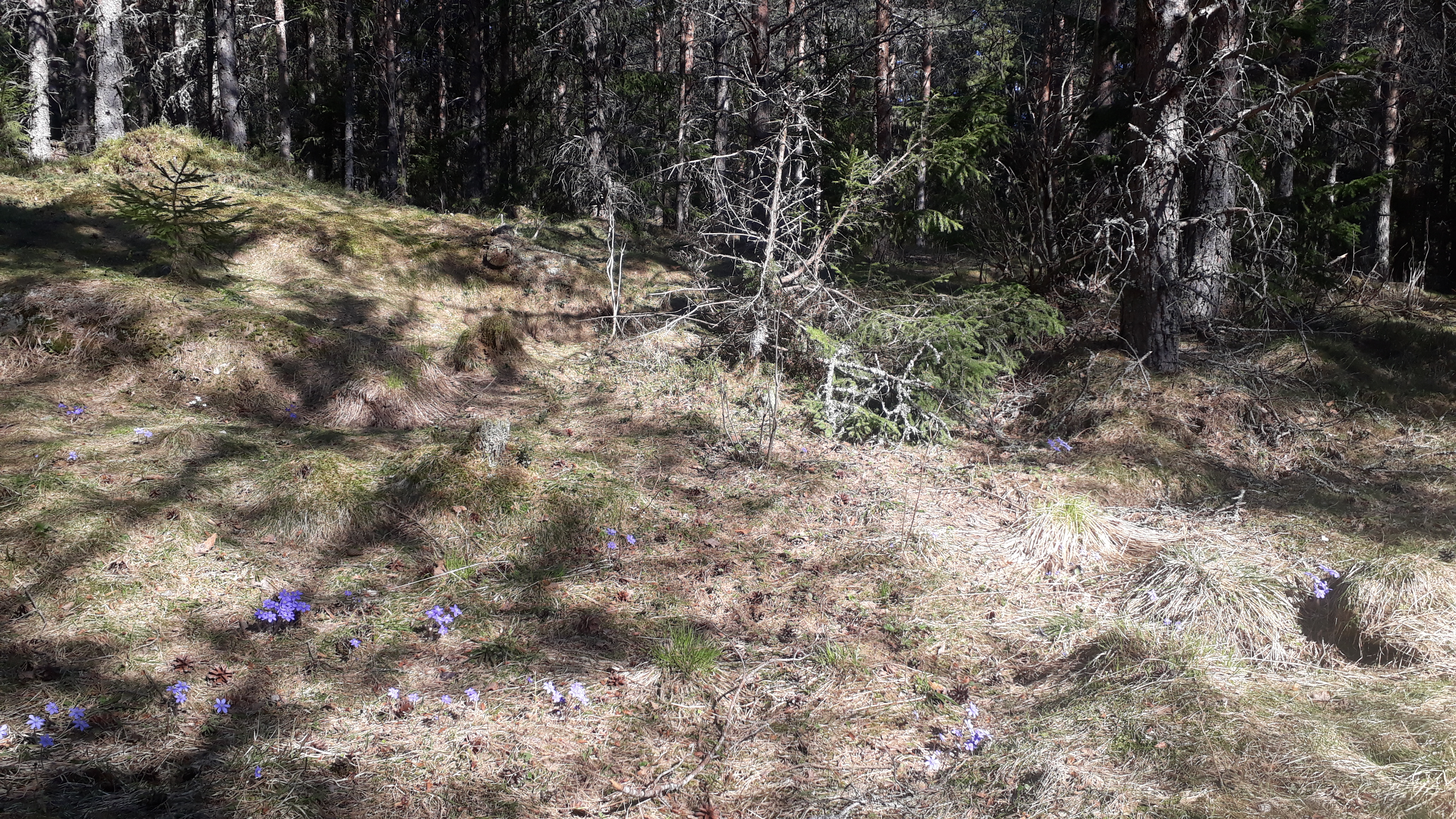Løypetilbud på torsdag.