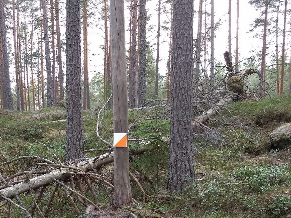 Informasjon turorientering 2021