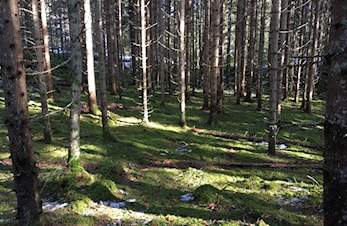 VÅREN ER I ANMARSJ