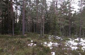 FRA SYNLIG TIL USYNLIG PÅ SVARTSKOG
