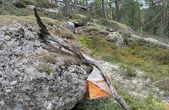 Morgenfrisk #8 er i skogen
