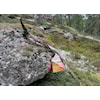 Morgenfrisk #8 er i skogen