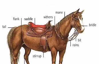 RIDELEIR PÅ DAGTID VEKE 41