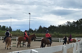 Regional breddesamling i feltritt på Hestesportsenteret.