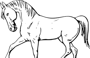 Rideleir i vinterferien 24.-28.Februar 2020