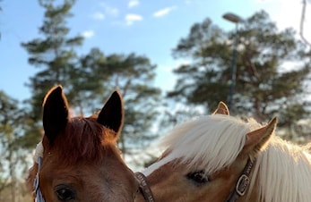 Ledig plass på ridekurs hos Stord Rideskule🦄