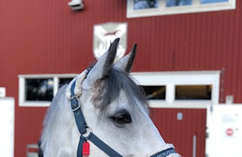 Sommerbrev til Dikemark rideklubb sine medlemmer