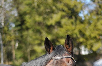 Velkommen på ridekurs, til gamle og nye elever!