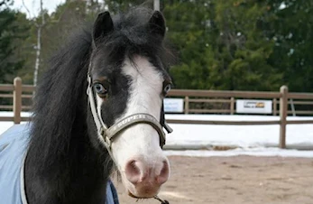 Påmelding til sommerens rideuker har åpnet. Meld deg på for å sikre deg en plass!