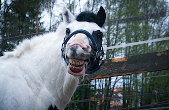 Påmelding til høstens ridekurs har åpnet