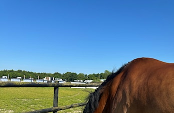 Gjennom vetsjekk - Mathilde og Rio klar for start torsdag!