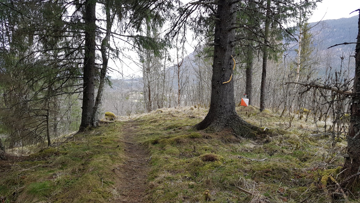 Resultater fra treningsløpet 2 Juni ved Elggravmoen