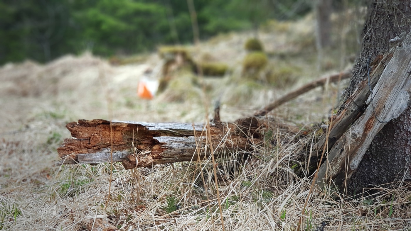 Resultater fra treningsløpet 9 Juni ved Klubbhuset i Vesterli