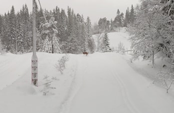 Rådyrene har det vanskelig i djupsnøen. Vis hensyn