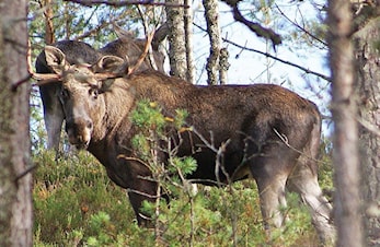 Elgjakta er i gang - 25.september