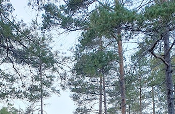 Naturlos - Frå Smedsland til Brandsdal