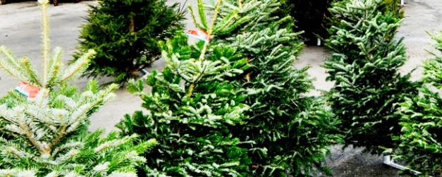 Kjøp juletre og støtt Kjelsås IL