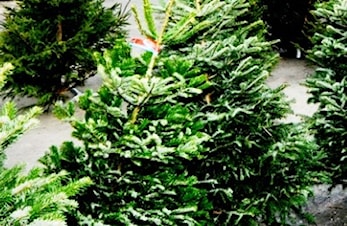 Kjøp juletre og støtt Kjelsås IL