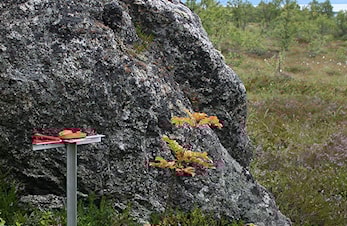 Kjelsås IL orientering søker nye ressurspersoner.