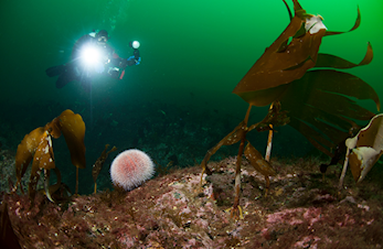 Hva er på programmet i 2021?