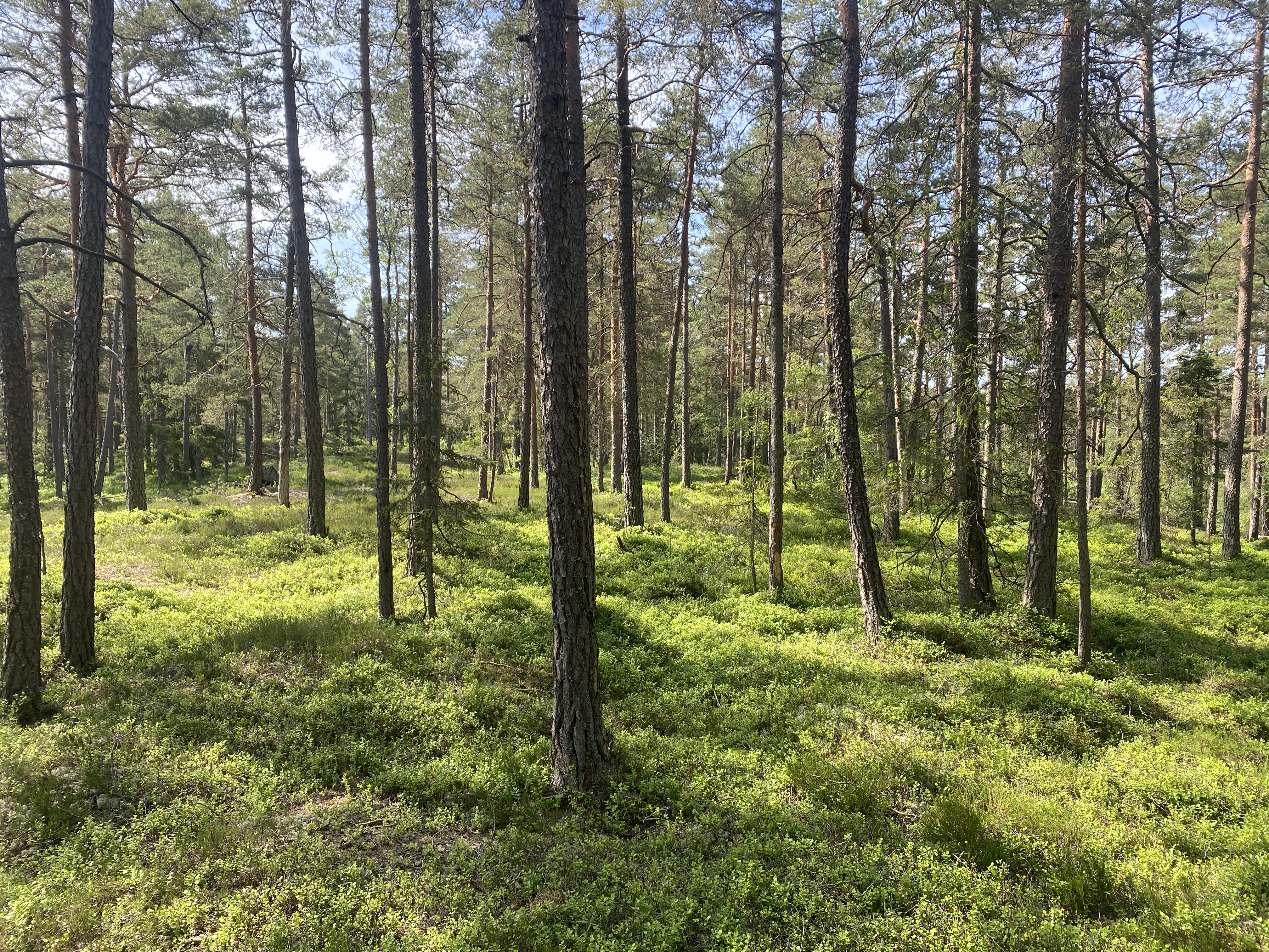 Image for Ekstra o-teknisktrening med sløyfer i dag